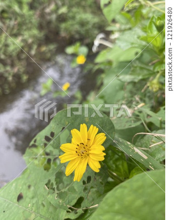 Yellow flower, wedelia, on green leaf with water stream background. 121926480