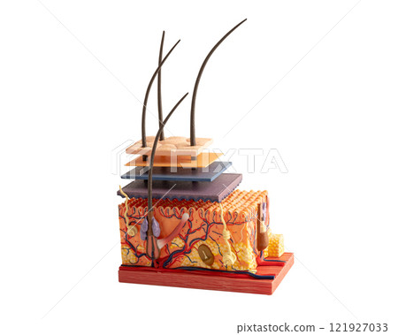 Skin structure model anatomy isolated on white background with clippart path for treatment in hospital, hair transplant. 121927033