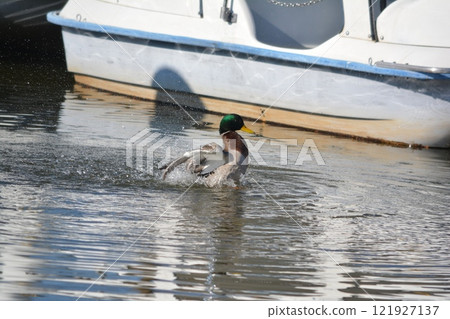 Mallards living in Shonai Green Park (Nagoya City) 121927137
