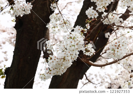 櫻花開了 櫻花開了 121927353