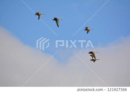 Fly caterpillar Fly caterpillar 121927366
