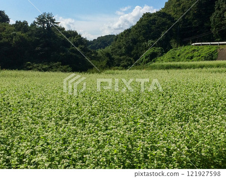 夏季日立秋季蕎麥田 夏季日立秋季蕎麥田 121927598