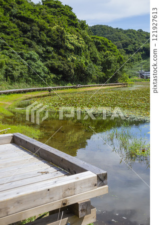 Summer scenery of the boardwalk around Tanazugaike Pond, Tottori Prefecture 121927613