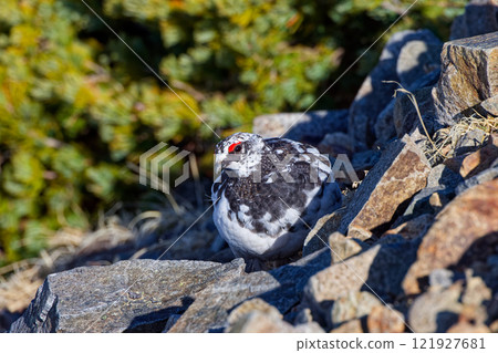 北阿爾卑斯山鹿島矢裡嶽山脊線上的松雞 121927681