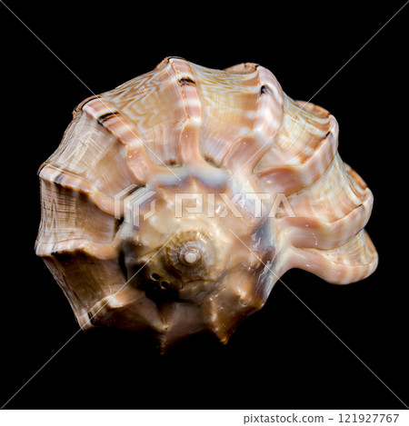 Harpa amouretta seashell on black background 121927767