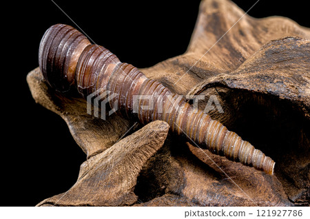 Turritella shell on driftwood macro black background 121927786