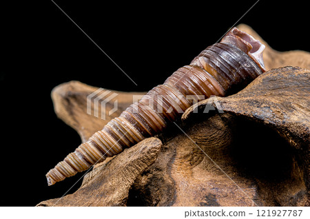 Turritella shell on driftwood macro black background Turritella shell on driftwood macro black background 121927787