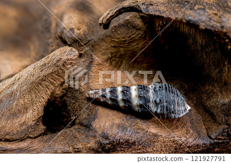 Close-up of Zoned Batillaria Shell on Driftwood Close-up of Zoned Batillaria Shell on Driftwood 121927791