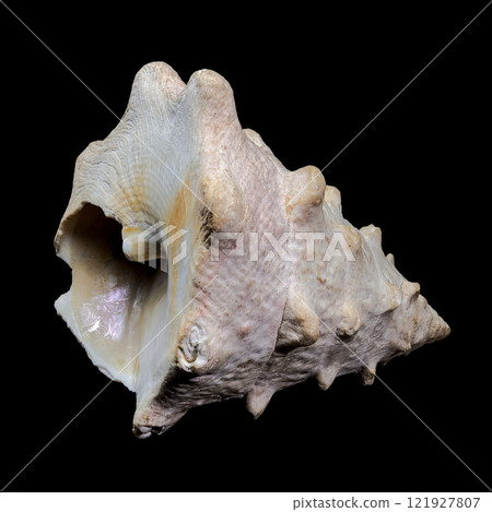 Tectus dentatus or toothed top shell on black background Tectus dentatus or toothed top shell on black background 121927807