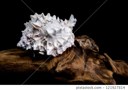 Red-mouthed Murex seashell on on driftwood 121927814