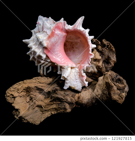 Red-mouthed Murex seashell on on driftwood Red-mouthed Murex seashell on on driftwood 121927815