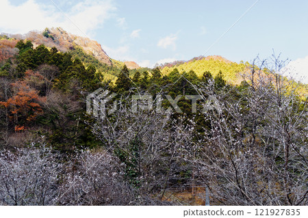 Winter cherry blossoms blooming at Jizoji Temple / Ogano Town, Chichibu District, Saitama Prefecture, December 121927835
