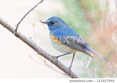 藍色的鳥 藍色捕蠅器 在冬天 藍色的鳥 藍色捕蠅器 在冬天 121927949