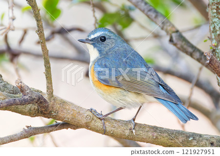 山鳥藍尾 山鳥藍尾 121927951