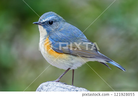 藍鶲,帶來幸福的藍色鳥 藍鶲,帶來幸福的藍色鳥 121928055