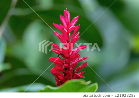 Alpinia purpurata will grow in rainforest of Costa Rica 121928282