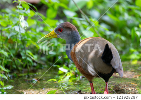 Grey-cowled wood rail or grey-necked wood rail (Aramides cajaneus). La Fortuna, Wildlife and birdwatching in Costa Rica. Grey-cowled wood rail or grey-necked wood rail (Aramides cajaneus). La Fortuna, Wildlife and birdwatching in Costa Rica. 121928287