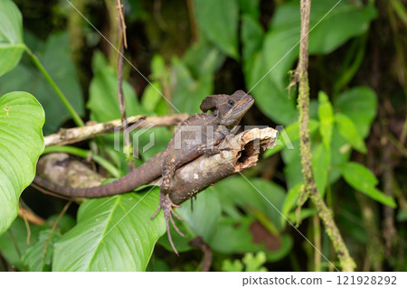 The common basilisk, Basiliscus basiliscus. La Fortuna Alajuela - Arenal, Costa Rica wildlife. The common basilisk, Basiliscus basiliscus. La Fortuna Alajuela - Arenal, Costa Rica wildlife. 121928292