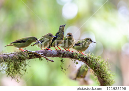 Red-legged honeycreeper female, La Fortuna, Volcano Arenal, Costa Rica Wildlife 121928296