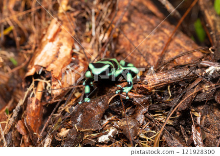 Green-and-black poison dart frog (Dendrobates auratus), Arenal, Costa Rica 121928300