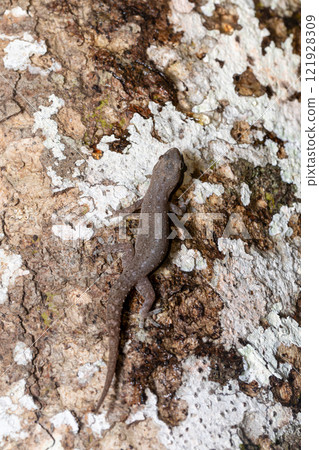 Hemidactylus, genus of the common nocturnal gecko. Refugio de Vida Silvestre Cano Negro, Costa Rica Wildlife 121928309