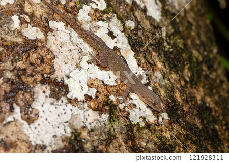 Hemidactylus, genus of the common nocturnal gecko. Refugio de Vida Silvestre Cano Negro, Costa Rica Wildlife Hemidactylus, genus of the common nocturnal gecko. Refugio de Vida Silvestre Cano Negro, Costa Rica Wildlife 121928311