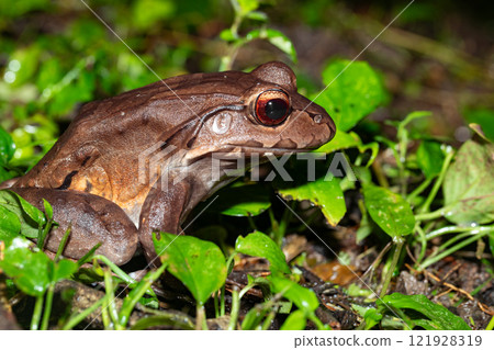 Savages thin-toed frog - Leptodactylus savagei, Refugio de Vida Silvestre Cano Negro, Costa Rica Wildlife Savages thin-toed frog - Leptodactylus savagei, Refugio de Vida Silvestre Cano Negro, Costa Rica Wildlife 121928319