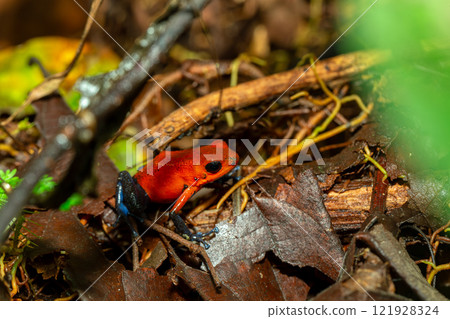 Strawberry poison-dart frog, La Fortuna Costa Rica Strawberry poison-dart frog, La Fortuna Costa Rica 121928324