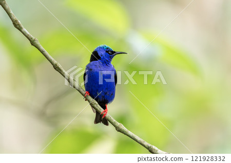 Red-legged honeycreeper male, Cyanerpes cyaneus, La Fortuna, Volcano Arenal, Costa Rica Wildlife 121928332