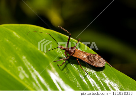 Reduviidae, true assassin bug. Refugio de Vida Silvestre Cano Negro, Costa Rica wildlife. Reduviidae, true assassin bug. Refugio de Vida Silvestre Cano Negro, Costa Rica wildlife. 121928333