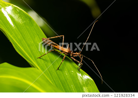 Reduviidae, true assassin bug. Refugio de Vida Silvestre Cano Negro, Costa Rica wildlife. Reduviidae, true assassin bug. Refugio de Vida Silvestre Cano Negro, Costa Rica wildlife. 121928334