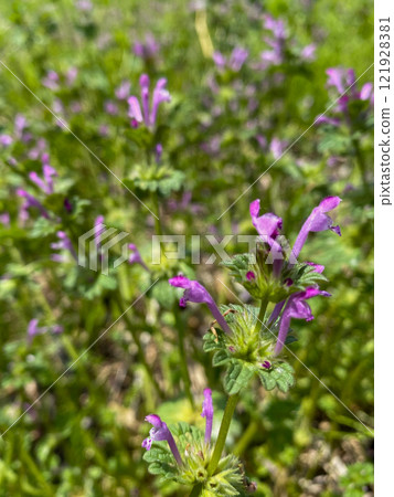 The pink flowers of the hotokenoza blooming in the spring field 121928381