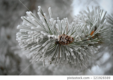 Beautiful winter frost. Branches of pine and cones in nature. 121928389
