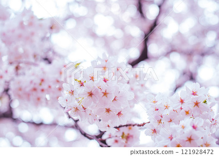 Cherry Blossoms	 121928472