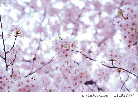 Cherry Blossoms Cherry Blossoms 121928474