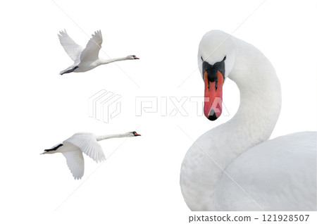 swan in flight isolated on white background swan in flight isolated on white background 121928507
