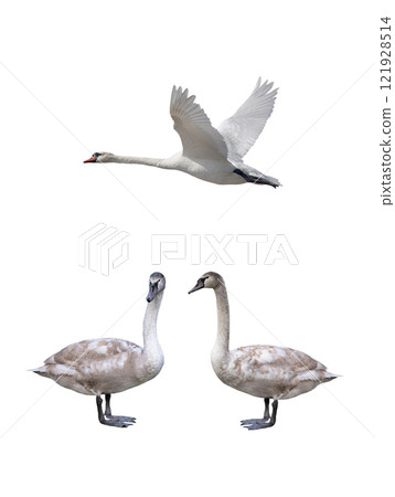 young white swan and swan flight isolated on a white background 121928514