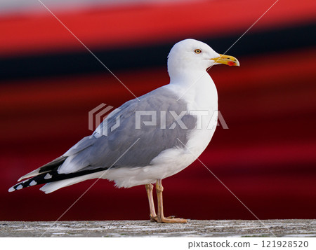 Larus cachinnans on a red background Larus cachinnans on a red background 121928520