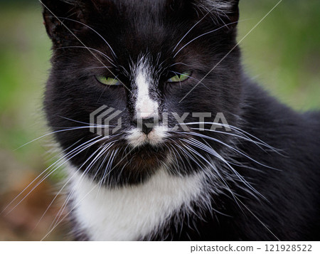 portrait of a black cat with green eyes on a green background portrait of a black cat with green eyes on a green background 121928522
