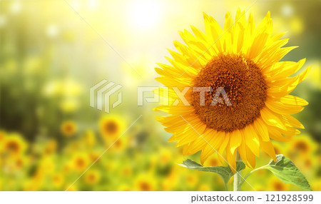 Sunflower on blurred sunny nature background. Horizontal agriculture summer banner with sunflowers field. Organic food production. Harvest of farm product. Oilseed crop. Copy space for text 121928599