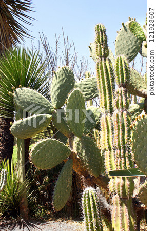 Prickly pear in decorative garden. Succulent and  cactus growing outdoor 121928607