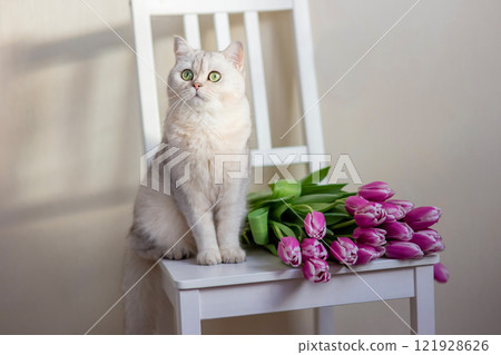 A beautiful white cat sits with bouquet of tulips, on a light background. A beautiful white cat sits with bouquet of tulips, on a light background. 121928626