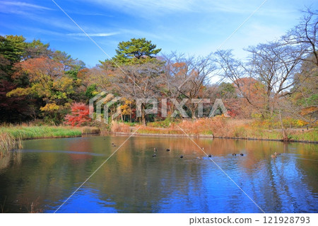 [Tokyo] Symmetrical autumn foliage at the National Museum of Nature and Science's Nature Study Park 121928793
