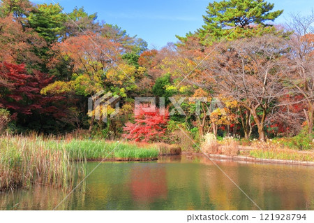 [Tokyo] Symmetrical autumn foliage at the National Museum of Nature and Science's Nature Study Park 121928794