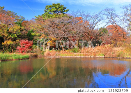 [Tokyo] Symmetrical autumn foliage at the National Museum of Nature and Science's Nature Study Park 121928799