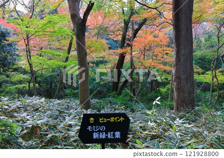 [Tokyo] Autumn leaves at the Nature Study Garden attached to the National Museum of Nature and Science 121928800