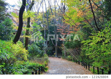 [Tokyo] Autumn leaves at the Nature Study Garden attached to the National Museum of Nature and Science 121928804