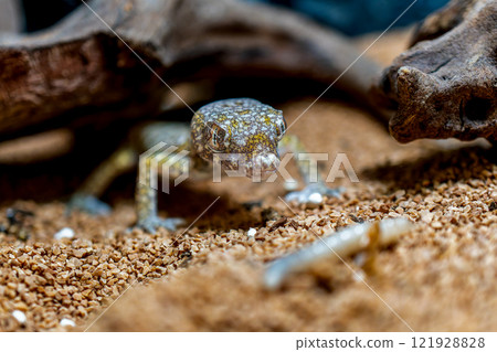 Close-up of the elegant bow-toed gecko 121928828