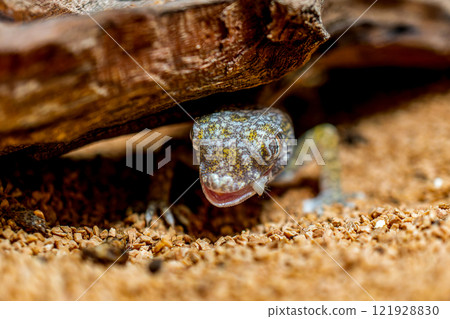 Close-up of the elegant bow-toed gecko 121928830