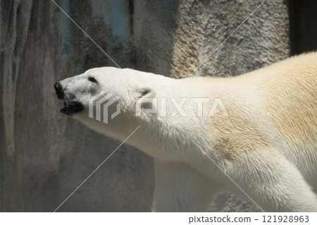 行走的北極熊的輪廓 行走的北極熊的輪廓 121928963